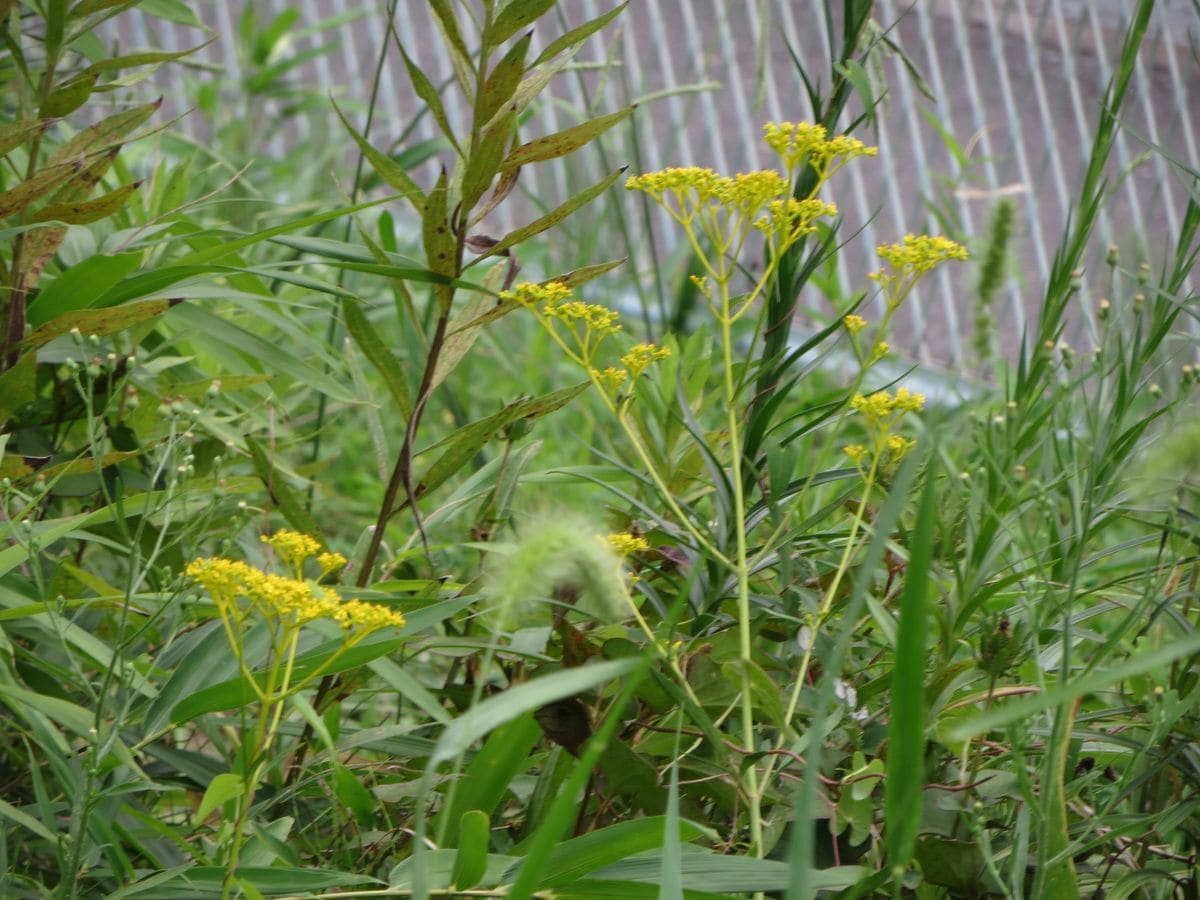 女郎花 雑草にまみれて、風前の灯火です。