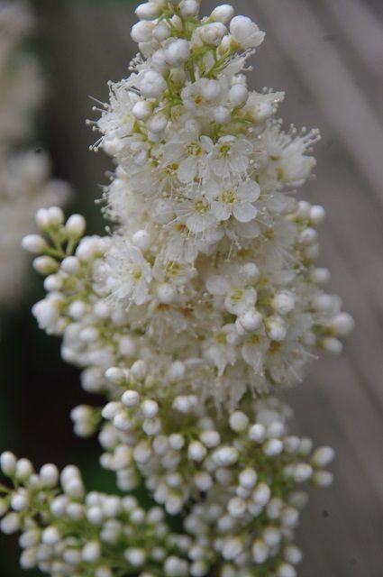 ホザキナナカマドの花は～コデマリ位の小さな花で 蕊が沢山見えるのが特徴かな～