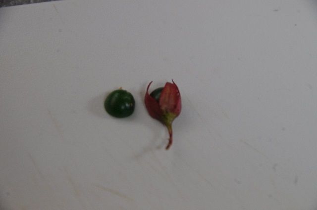クラリンドウの実を半分にして 表側 緑色で奇麗な実です