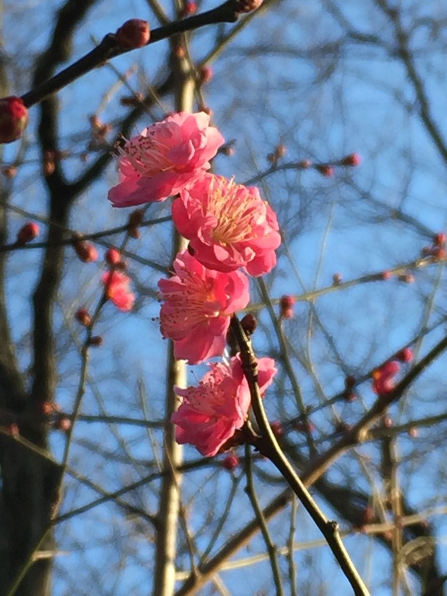 ウメ（花ウメ）の写真 by Rainbow 梅の花🌸小山内裏公園(尾根緑道)にて