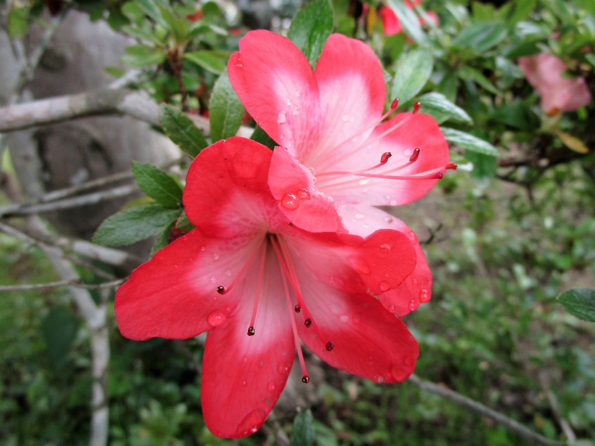 サツキの写真 by 庭師のたまご サツキ園芸種セイダイ咲き分けの花 2017  元気になり色