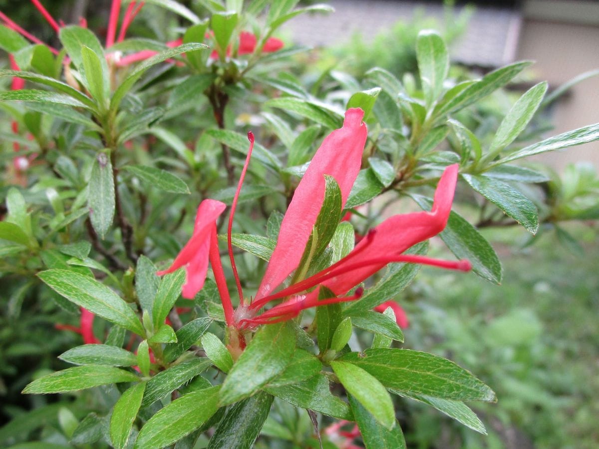 サツキの写真 by 庭師のたまご サツキ園芸種キンザイの花 2017  元気になったものの花