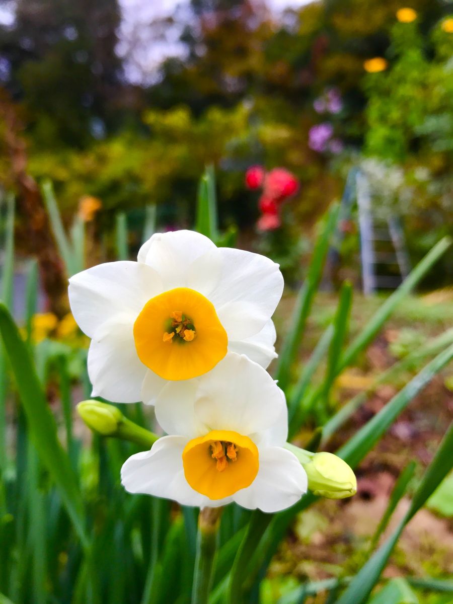 スイセンの写真 by 根っこがあるから花が咲く 水仙