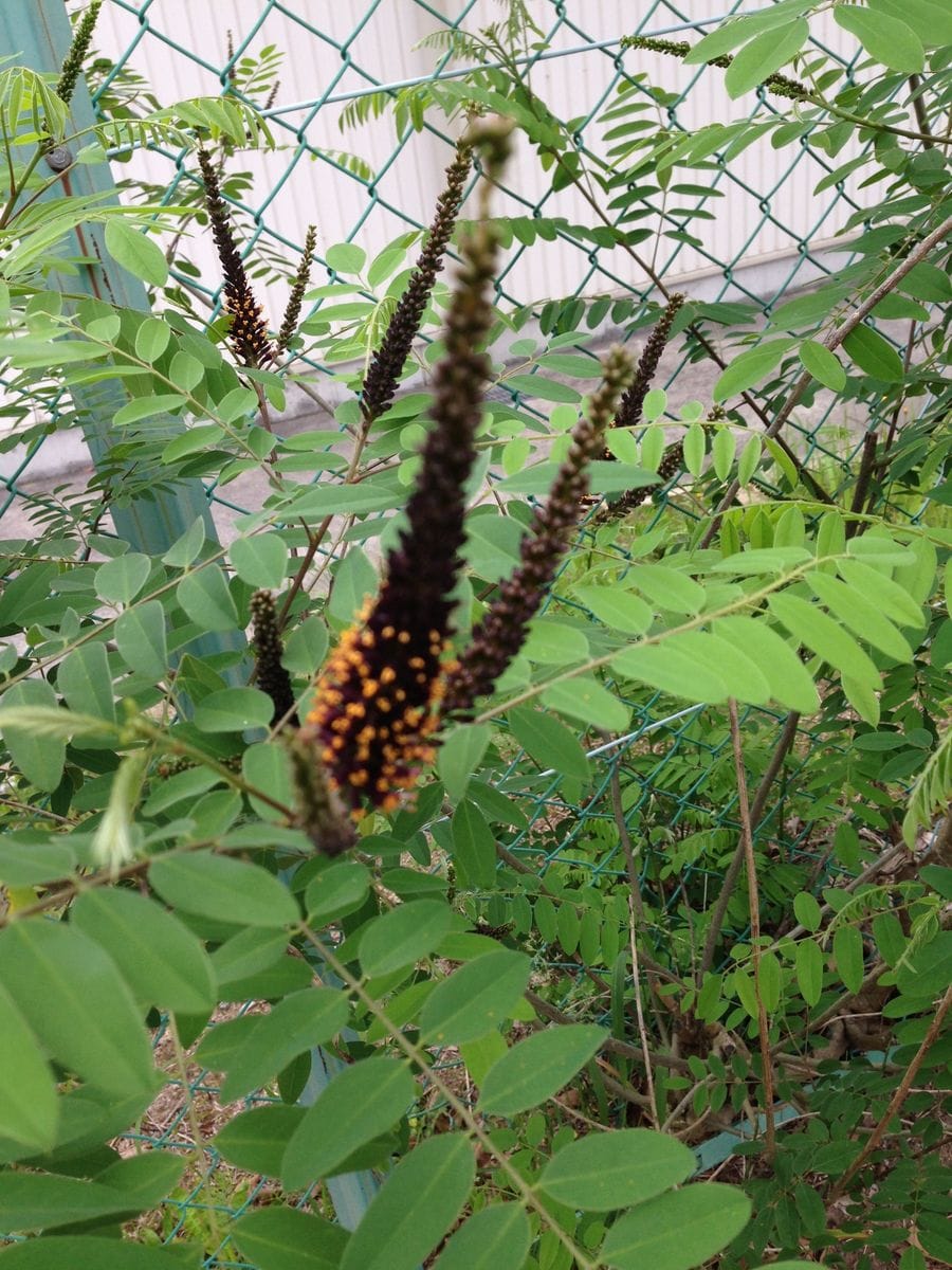 朝の散歩で見つけた花。マメ科の葉っぱ。小さな花が咲いているけど名前がわからない。