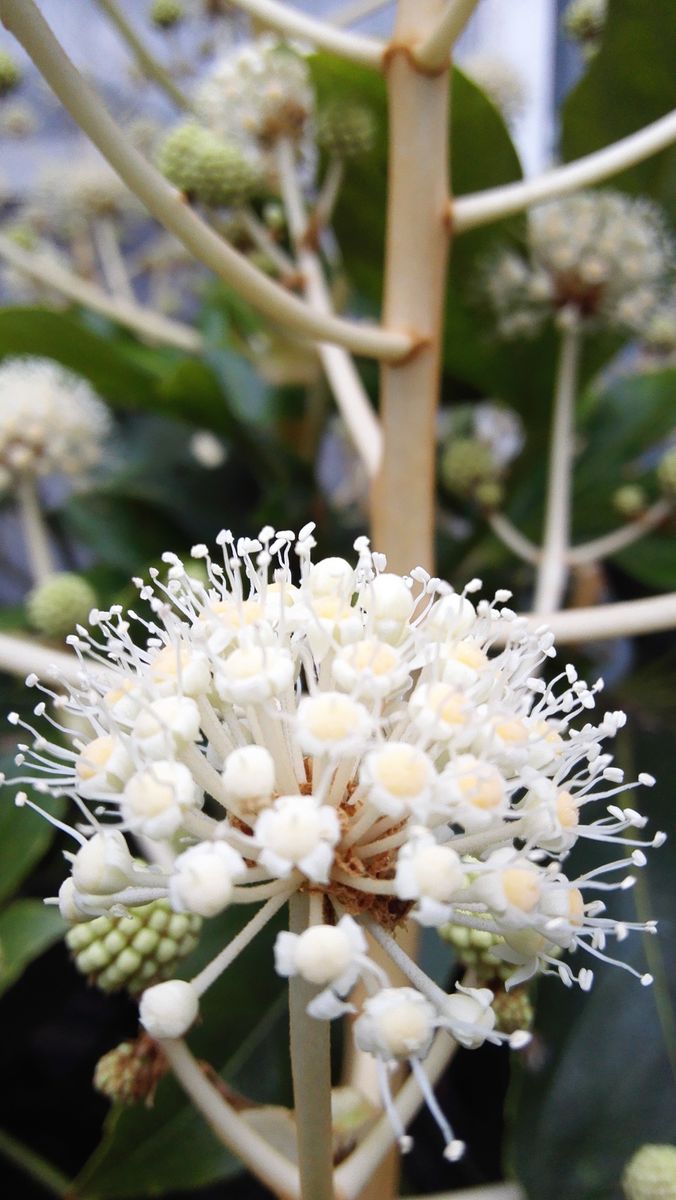 ヤツデの花 よ~く見ると面白い😶