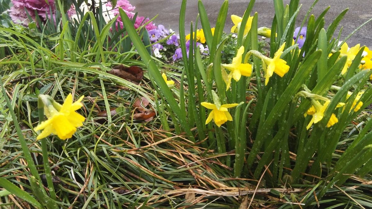 スイセンが咲き始めました。 いつ植えたのか忘れてしまいましたが、毎年お顔を見せて