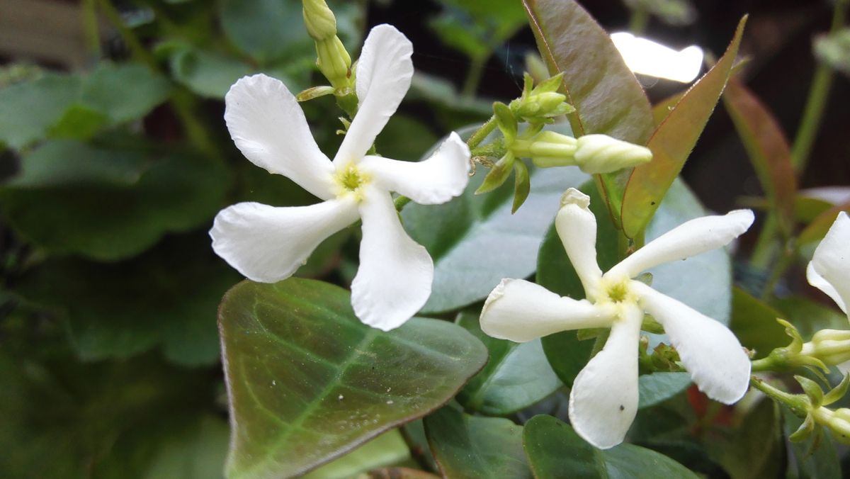 ハツユキカズラの花 風車みたいです。