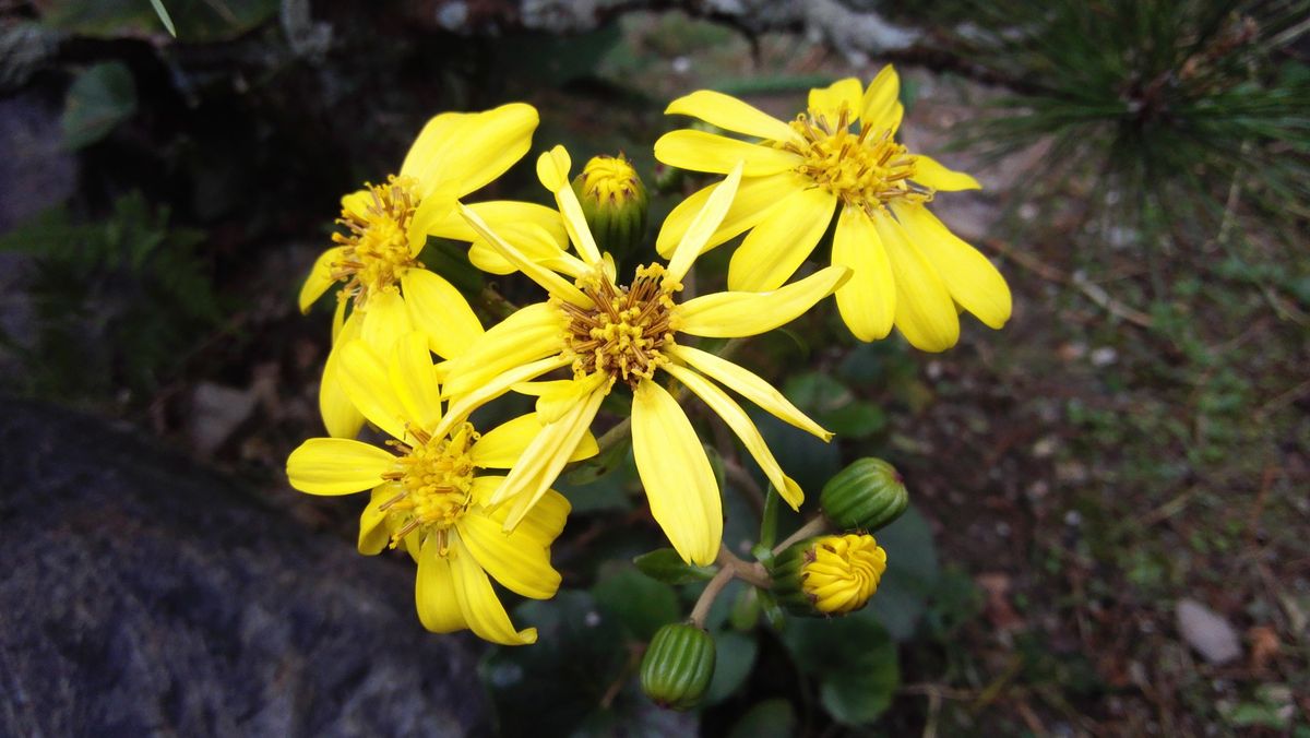 ツワブキの花が庭のあちこちで咲いています。昔からどこの家にもあったように思います