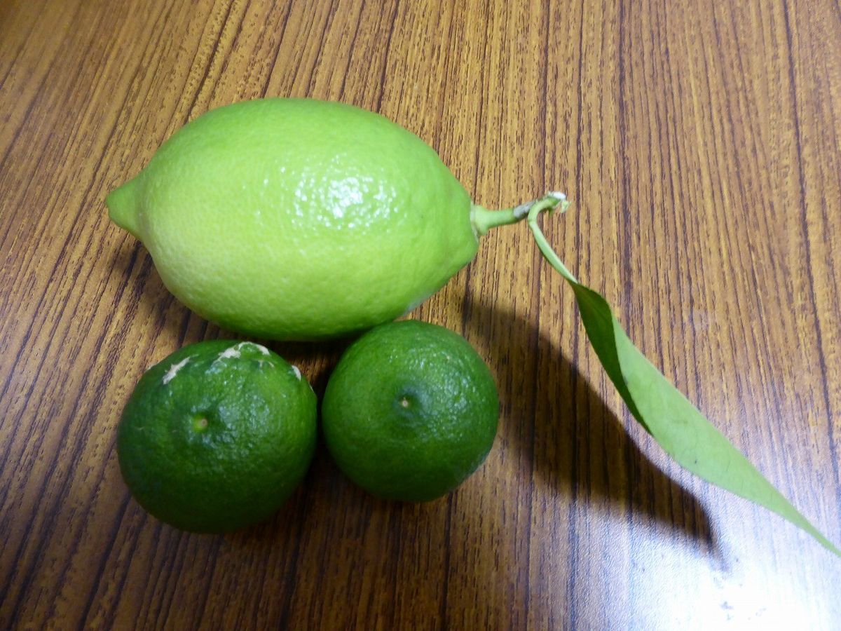 レモン類の写真 by hayachan レモンとゆず。 未だ収穫には早いです。でも十分に香りあ