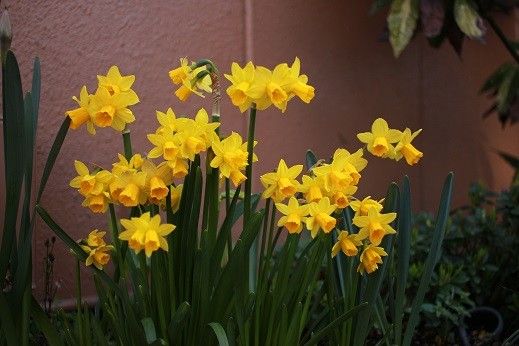 スイセンの写真 by mcLowen 黄色い水仙の花です。