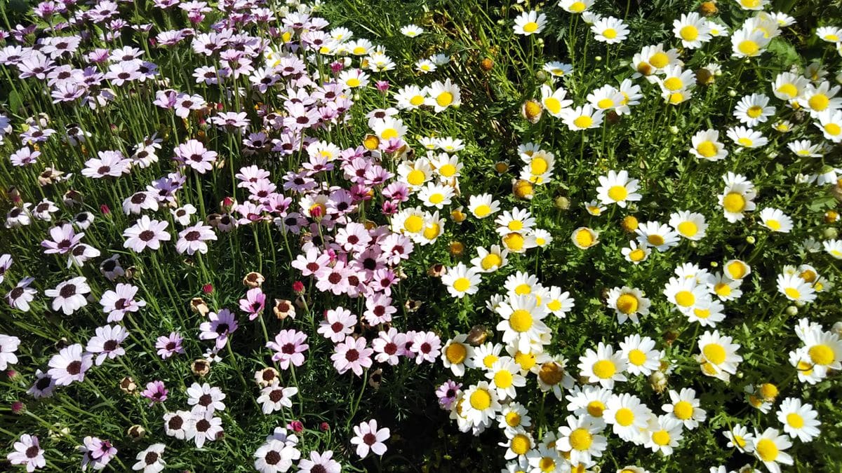 花の美術館の 庭の花、小花の色の対比が 綺麗でした。