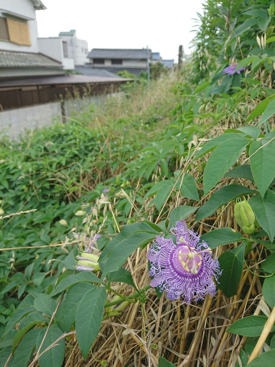 トケイソウの仲間の写真 by ＳＡＳＡＮＴＡ 川の土手でトケイソウが雑草化して結構な