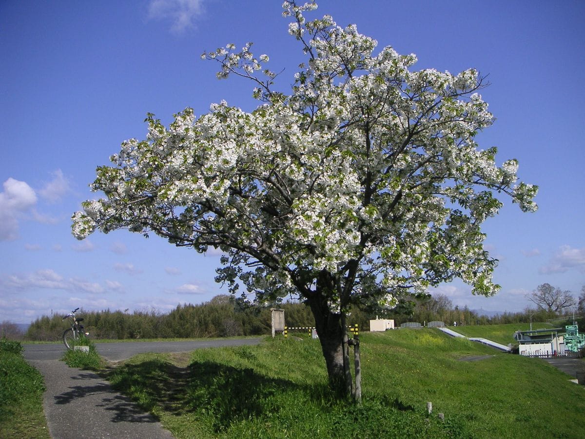 青空に映える桜の木。201904