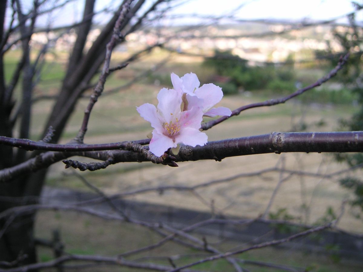 桜が秋に咲いていた。 よくあることだけど、昨日（10月26日）も25度越えの夏日だった