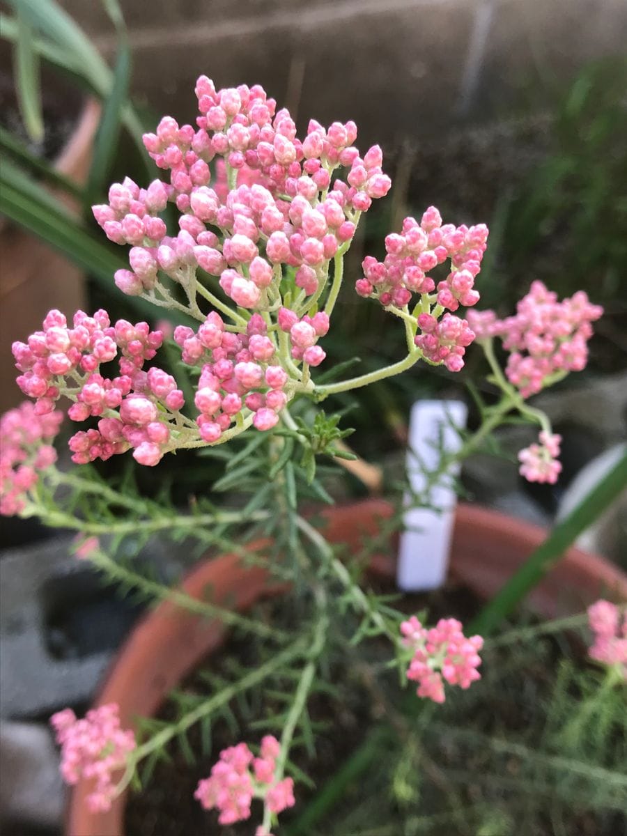 ライスフラワー 園芸店で寄せ植えに使われていました。 可愛かったのでお持ち帰り。