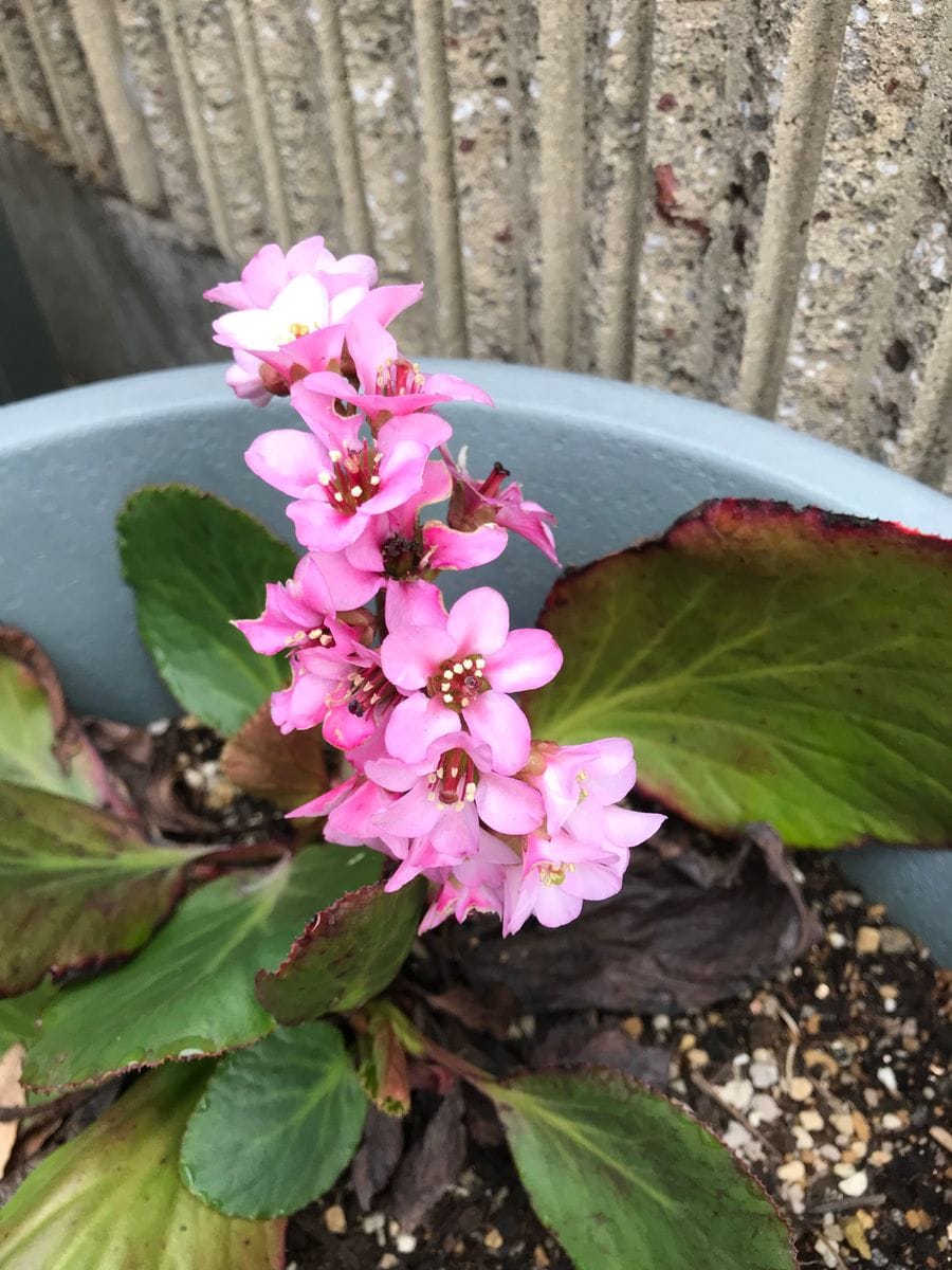 ヒマラヤユキノシタ 毎年確実に咲いてくれます。 この花を見るたびに優しかった義母を