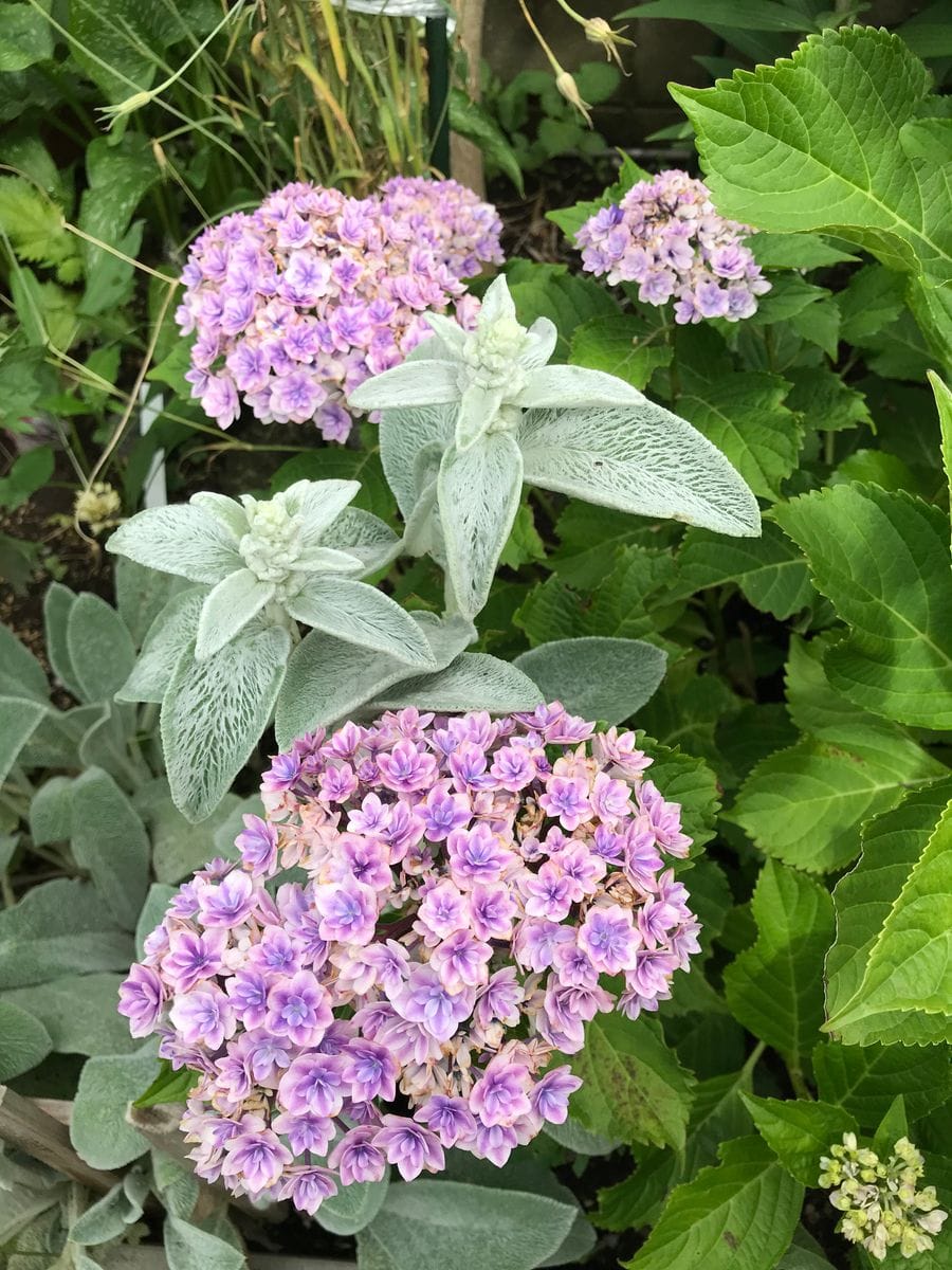 紫陽花 プリンセス  シャーロット 随分、花いろがはっきりとしてきました。