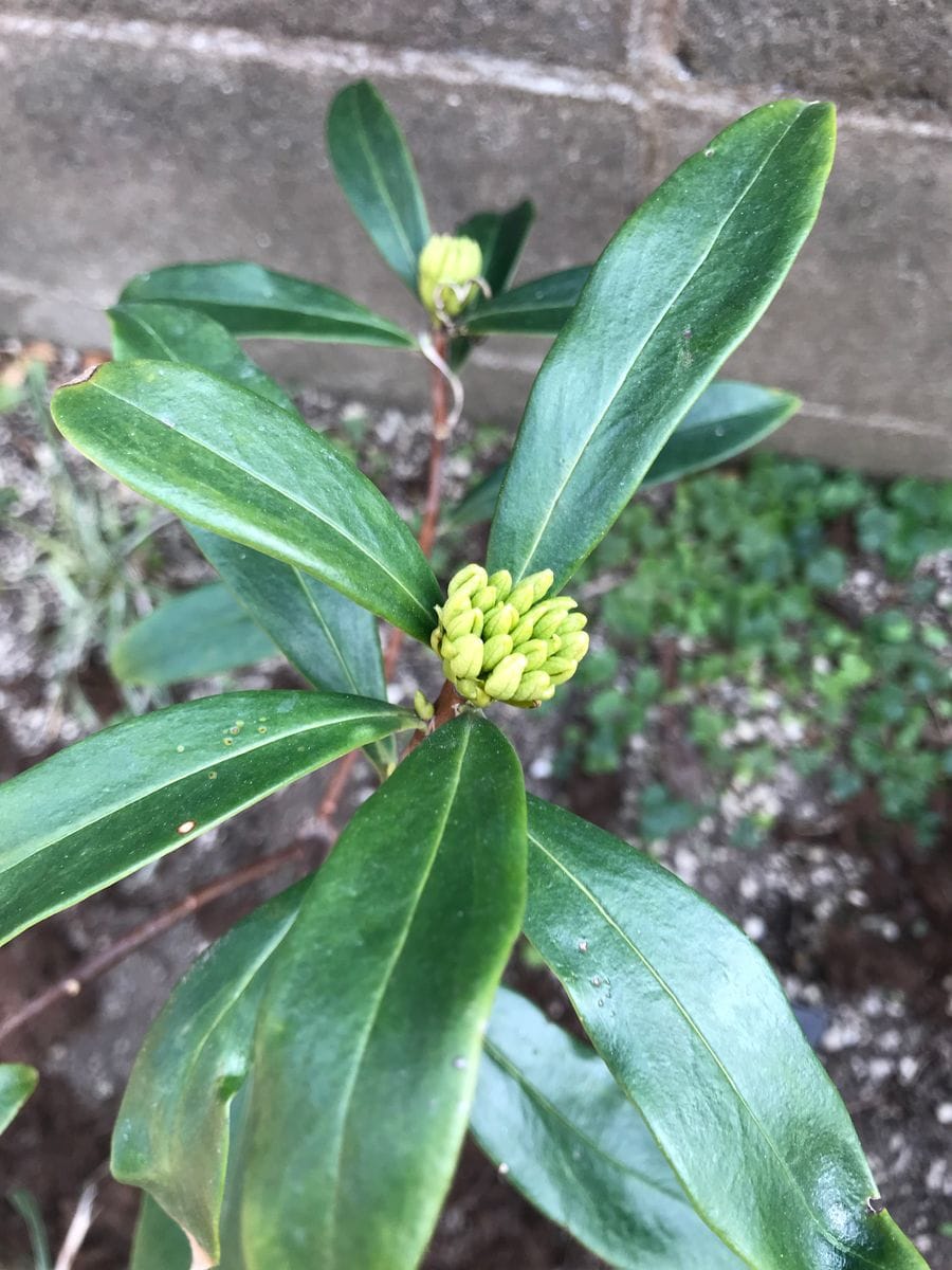 沈丁花の白に蕾がついた。