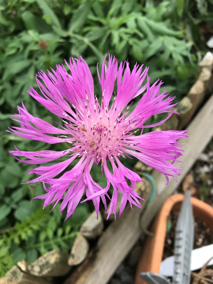 セントーレア  デアルバータ 今日の花は花弁がピンと伸びて風車みたいです。