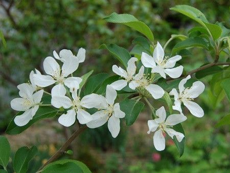 クラブアップルの花