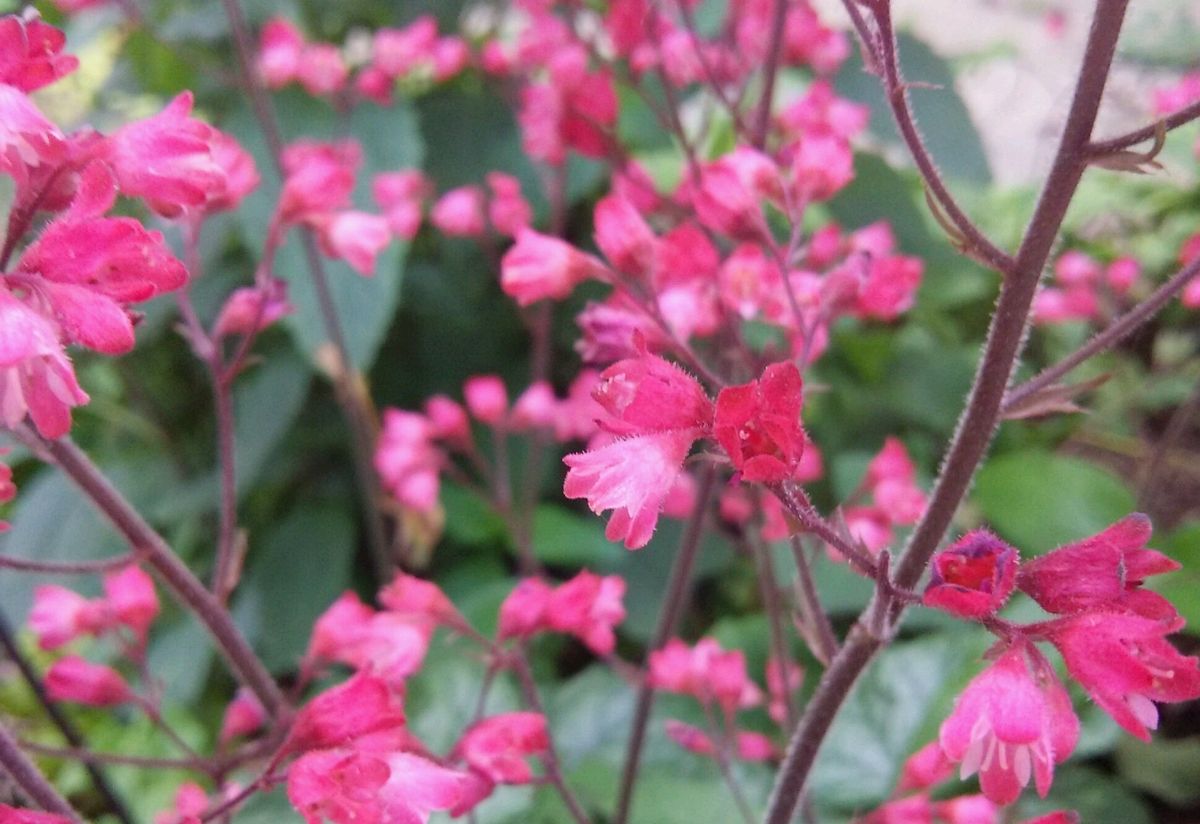 ヒューケラの写真 by eのついたanne ツボサンゴ（ヒューケラ）の花です。名前の通り珊