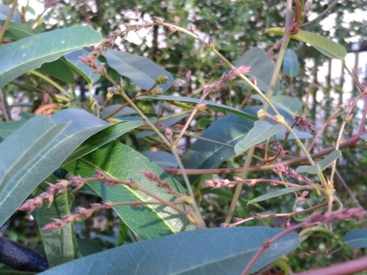 地植えにしてしまったハーデンベルギア  初めての冬、はたして冬越し出来るかどうか…😓