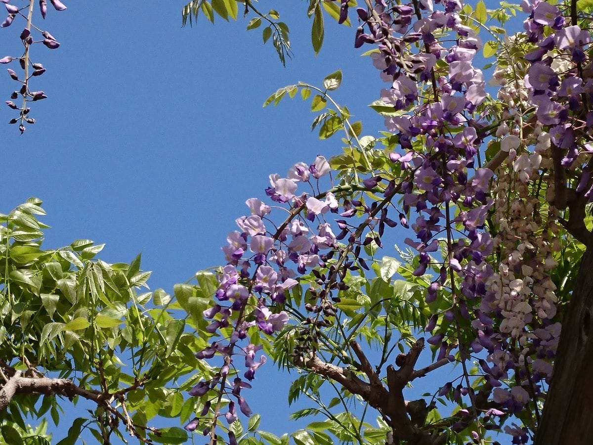 藤の花風にゆれる  桜も綺麗な場所でした。