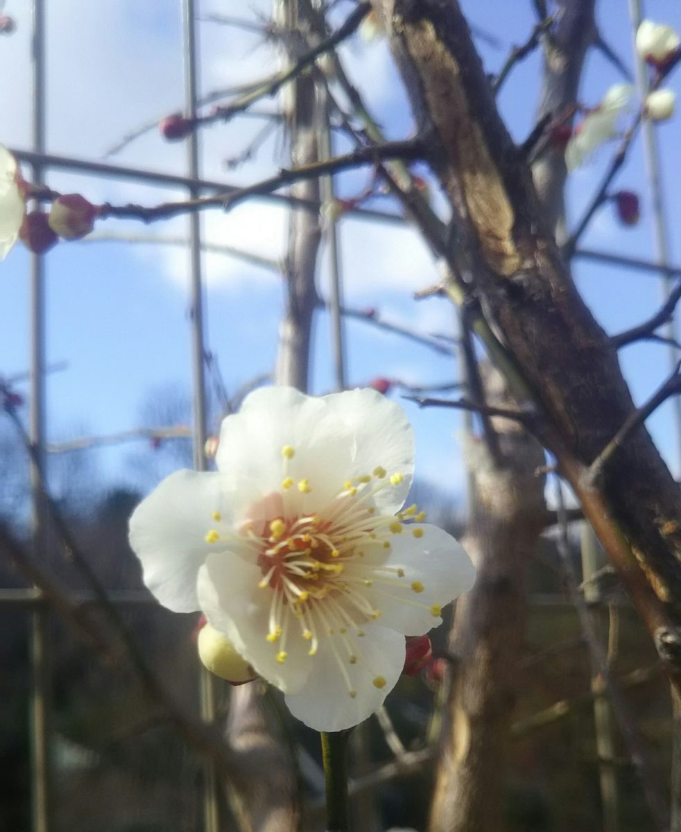 我が家も梅が咲きました。