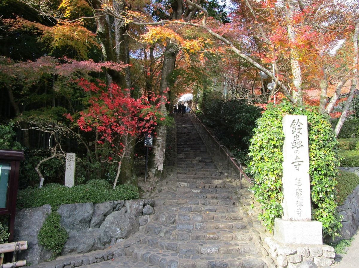 鈴虫寺（華厳寺）アプローチその2  石段を覆う樹木が門かぶりをつくり、俗界から浄界