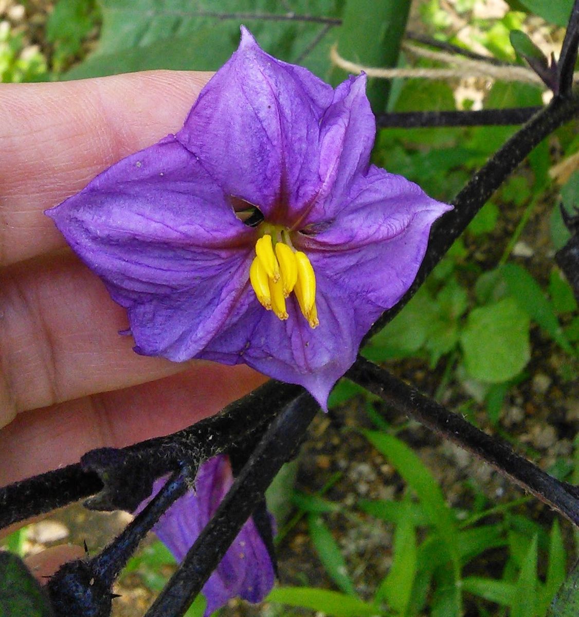 ナスの写真 by しまくじら ナスの花は、こんな風に６つに分かれたものが多いと思うの