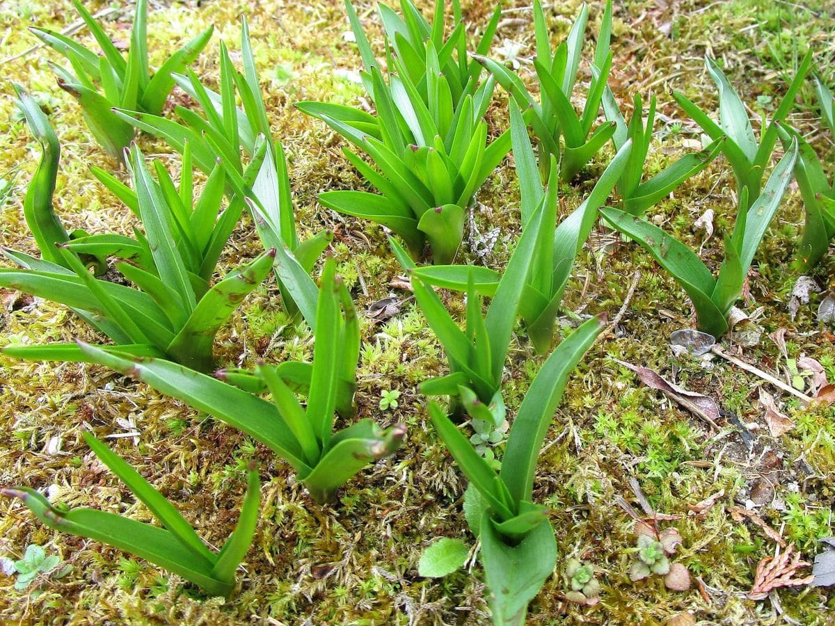 コルチカム（別名イヌサフラン）の葉  裸の貴婦人といわれる多年草です。 春に葉だけ