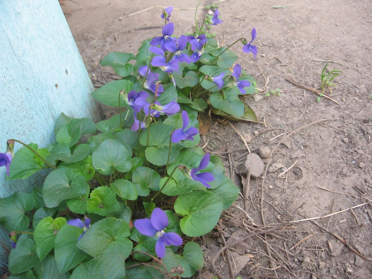 匂いすみれが咲き始めました。ハート形の葉が可愛いです。日影を好む花です。