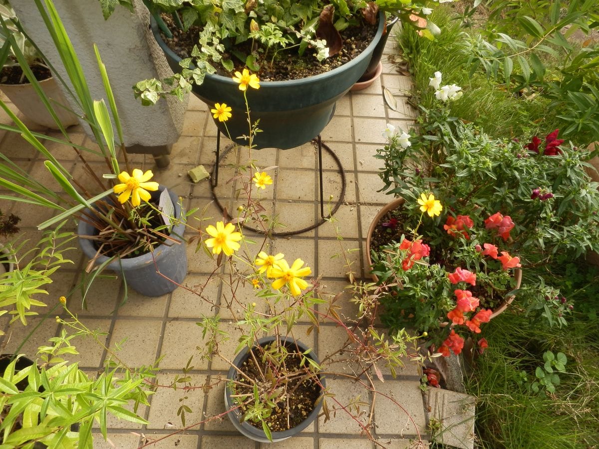 レモンマリーゴールドが咲いてきました Mygardenの花だより 庭の花でカレンダー のアルバム みんなの趣味の園芸