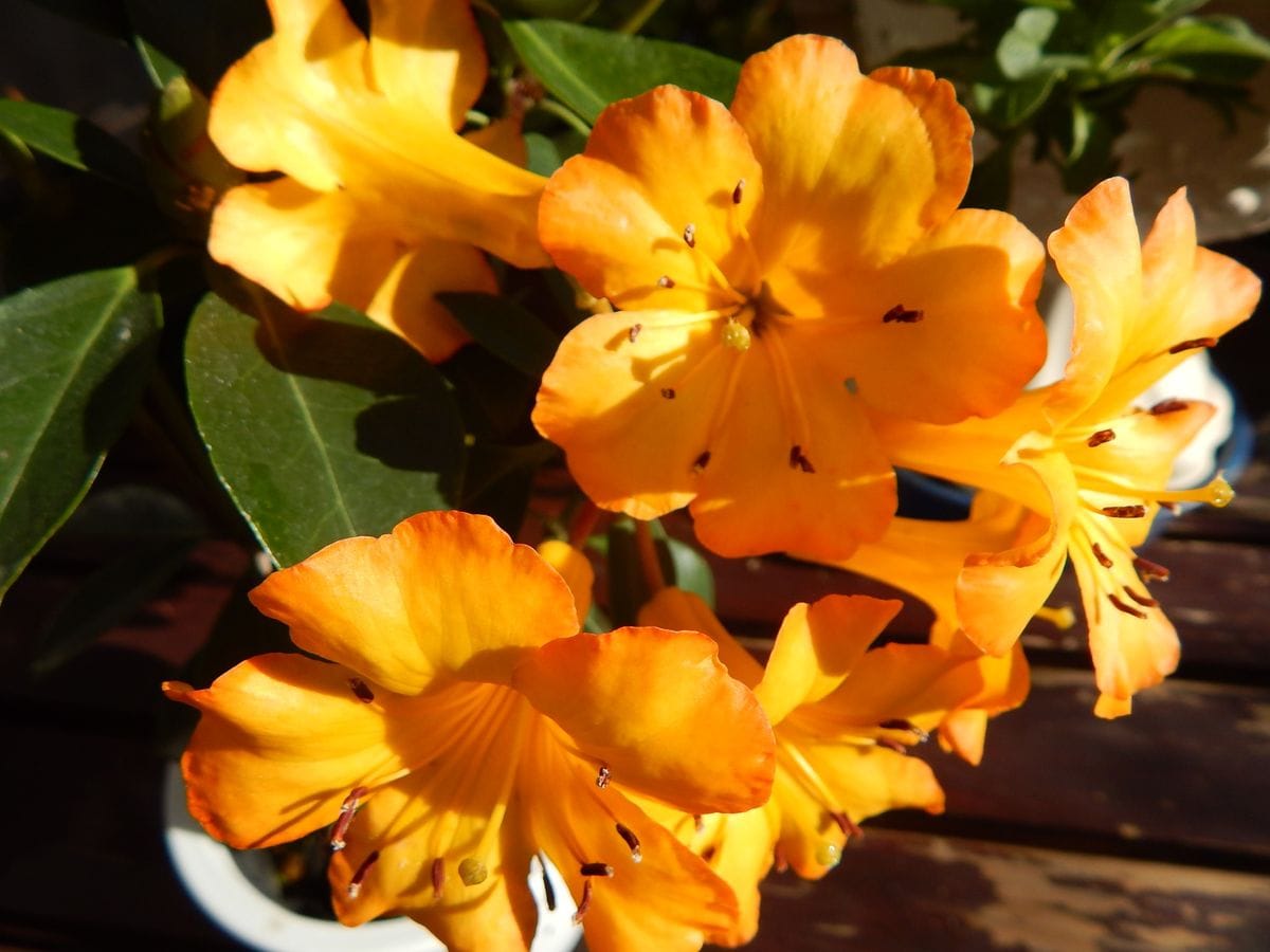 ビレア マレーシアシャクナゲ 花 のアルバム みんなの趣味の園芸