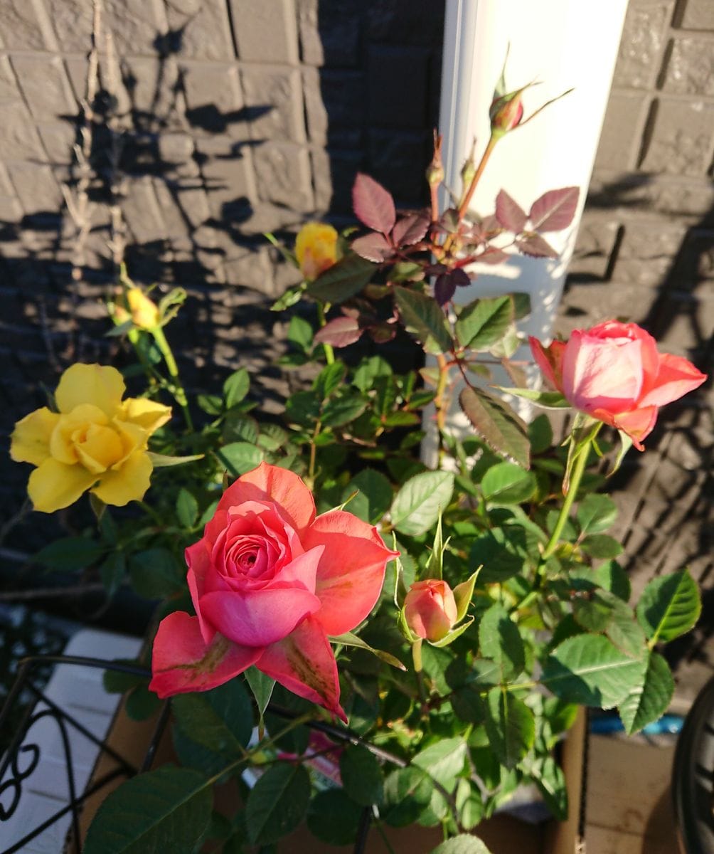 ✨お値下げ品のミニ🌹バラ～✌️三色植えの用です