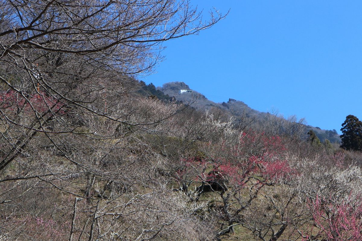 ウメ（花ウメ）の写真 by 筑波愛山 3月9日暖かい日を待つて、筑波山梅林へ行ってきま