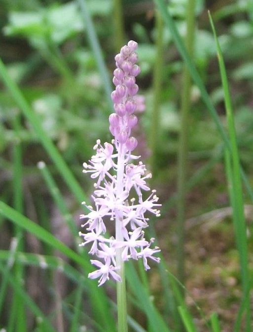 ツルボです。（撮影は9月中旬）植えた覚えがないのに芝生の片隅で咲いていました。10/