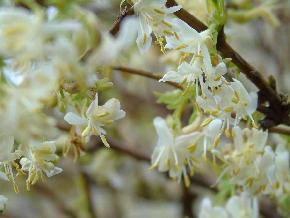 ウィンター・ハニーサックル(lonicera fragrantissima) 、ツシマヒョウタンボク。  12