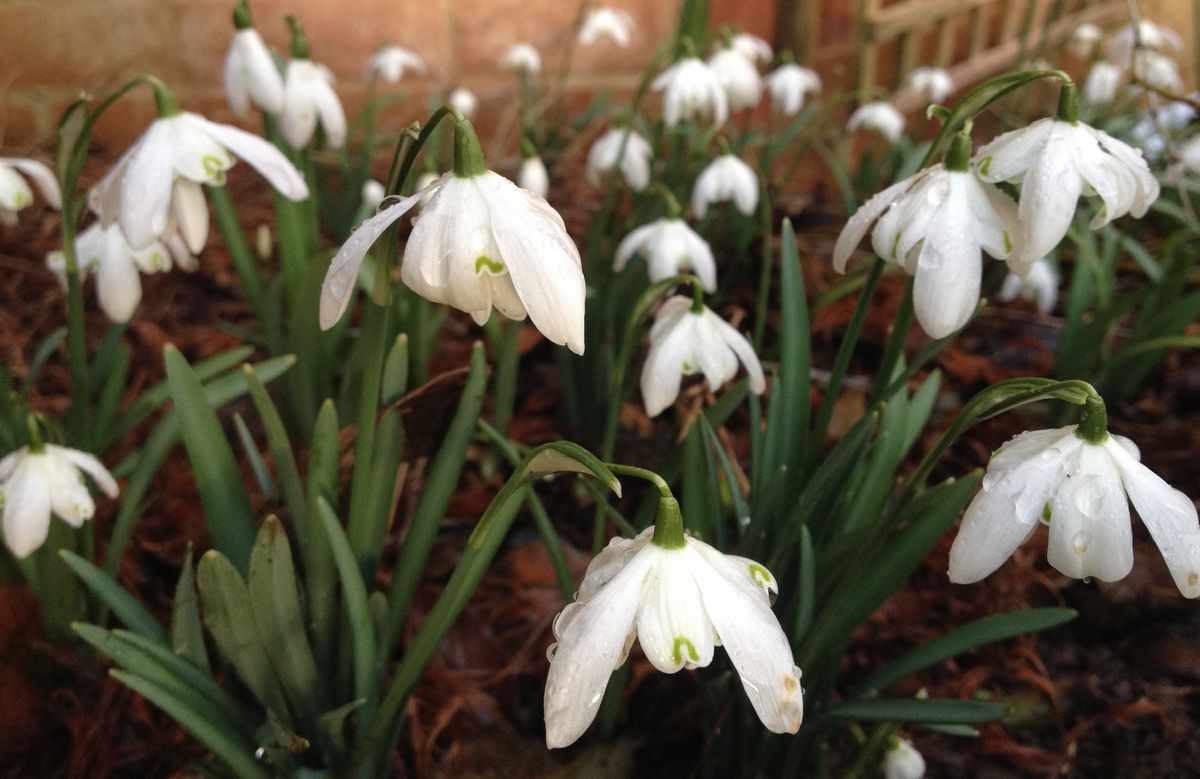 スノードロップの写真 by きゅー ガランサス・ニバリス‘フロレ・プレノ’、Galanthus n