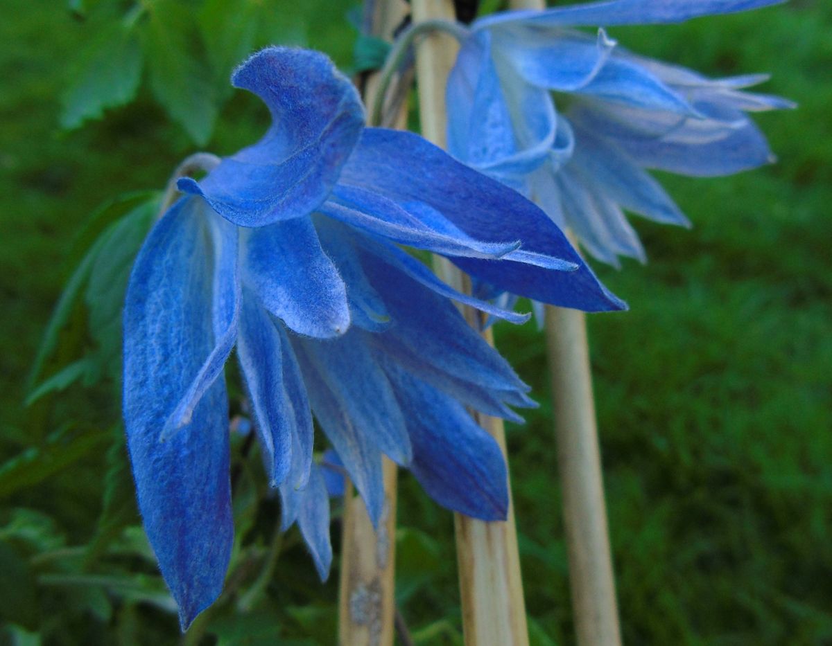 クレマチス マクロペターラ･ウェッセルトン、Clematis macropetala 'Wesselton'。  東