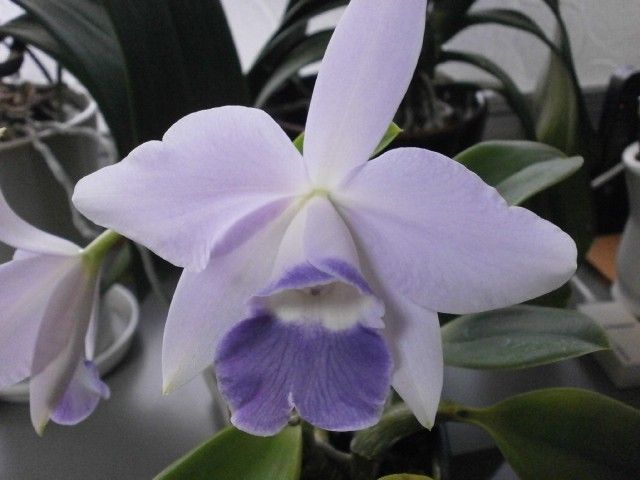 ８月９日撮影Lc.MiniPurple&#039;Bluesky’ ２輪の開花。