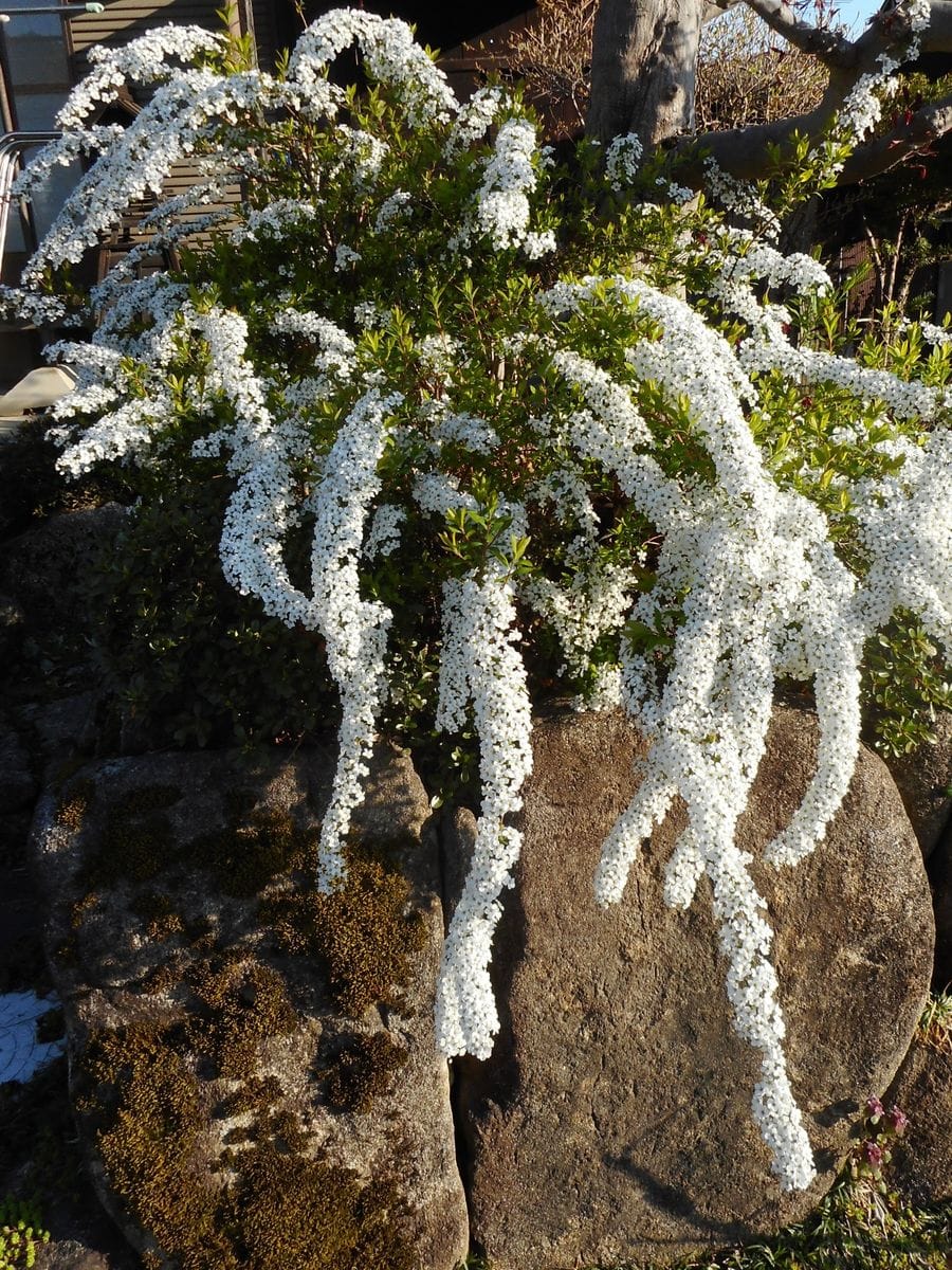 満開になったユキヤナギ🌸