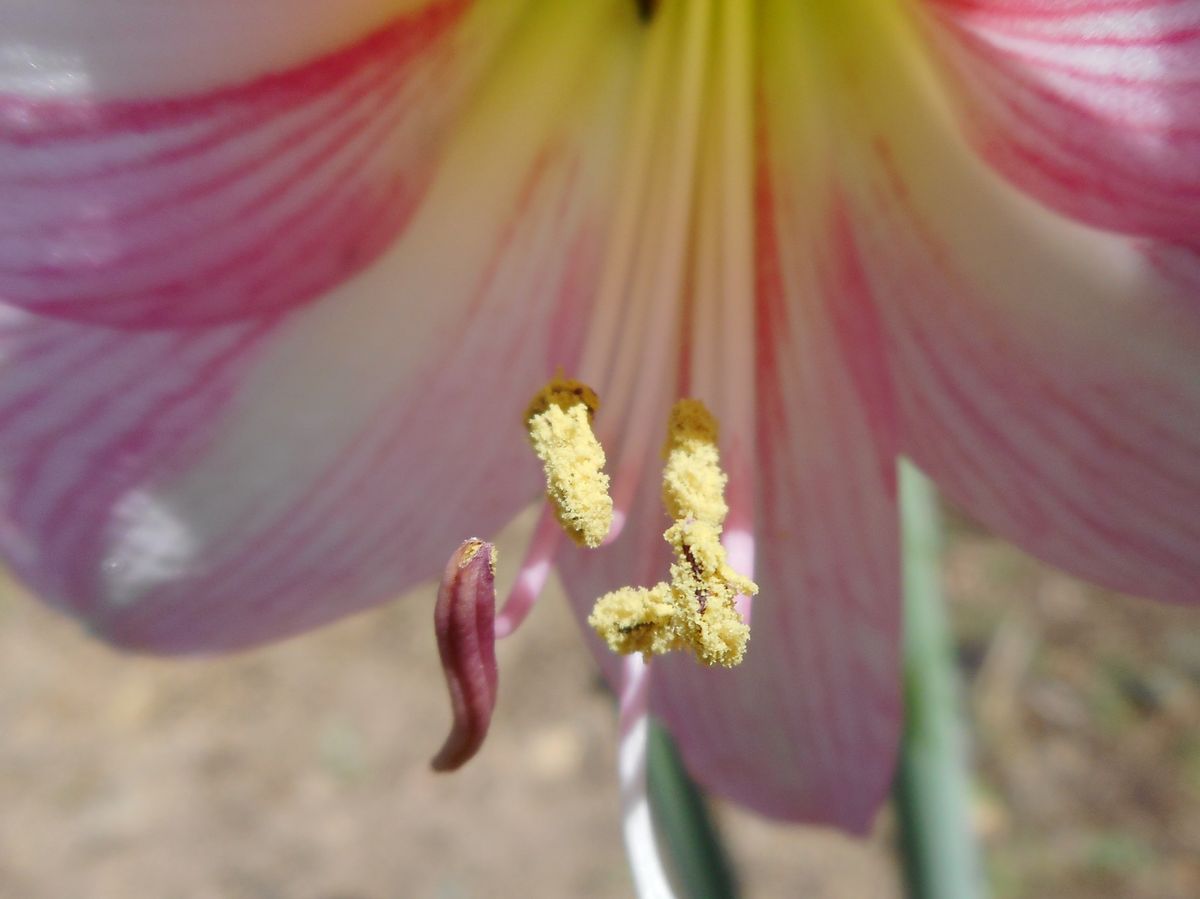 アマリリスの写真 by クール らんちゃん アマリリスの雄蕊。 葯が裏返しになって花粉