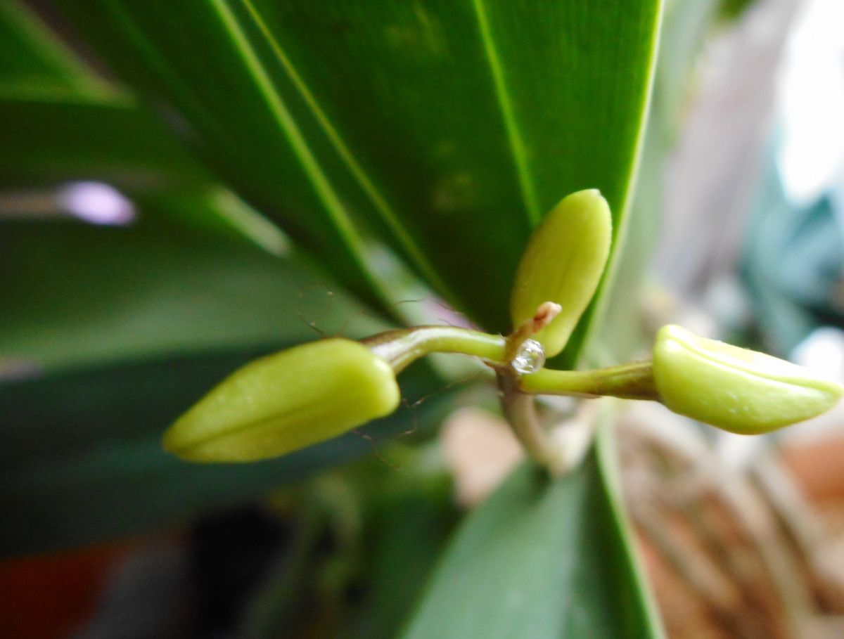 高芽取りしたギンギアナムの花芽。 ご飯粒ほどの小さな蕾が3個ついています♡ 蜜まで🔎