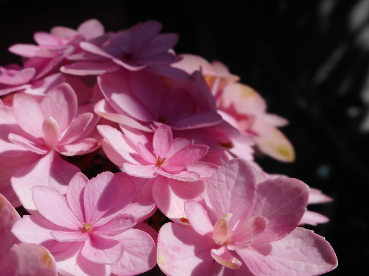 紫陽花・てまりてまり。