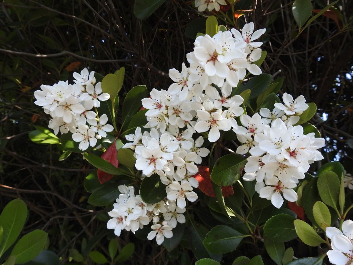 シャリンバイの写真 by あけマサ 池の畔のシャリンバイが花盛りを迎えていました。  2