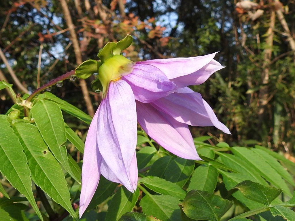 皇帝ダリアの写真 by あけマサ こちら、公園の隅っこでかろうじて生き残った皇帝ダリ