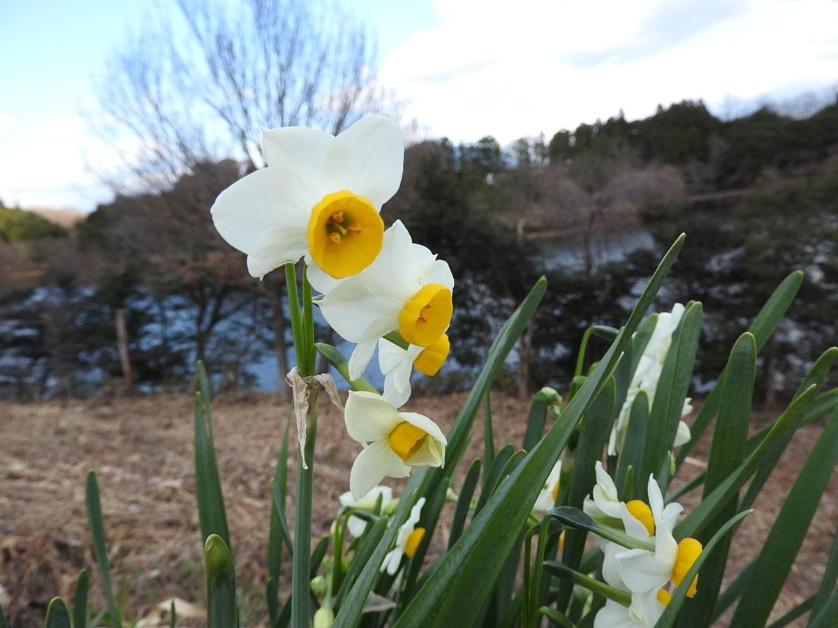 スイセンの写真 by あけマサ 池の畔に咲くスイセン。 周りの下草が刈り取られているの