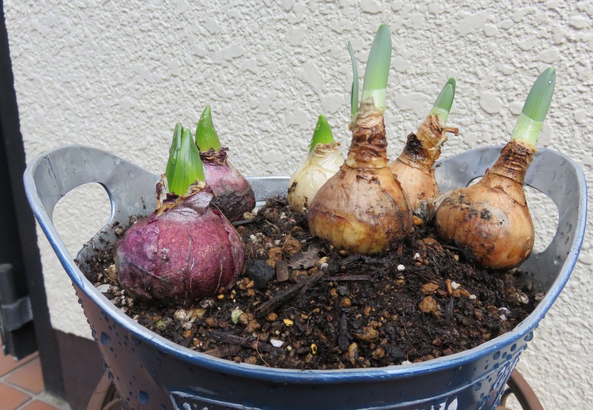 芽出し球根の寄せ植え  ヒヤシンスと水仙を植えてみました。