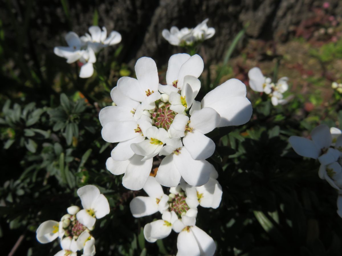 イベルスの白い花が咲き春らしくなりま コレクション のアルバム みんなの趣味の園芸